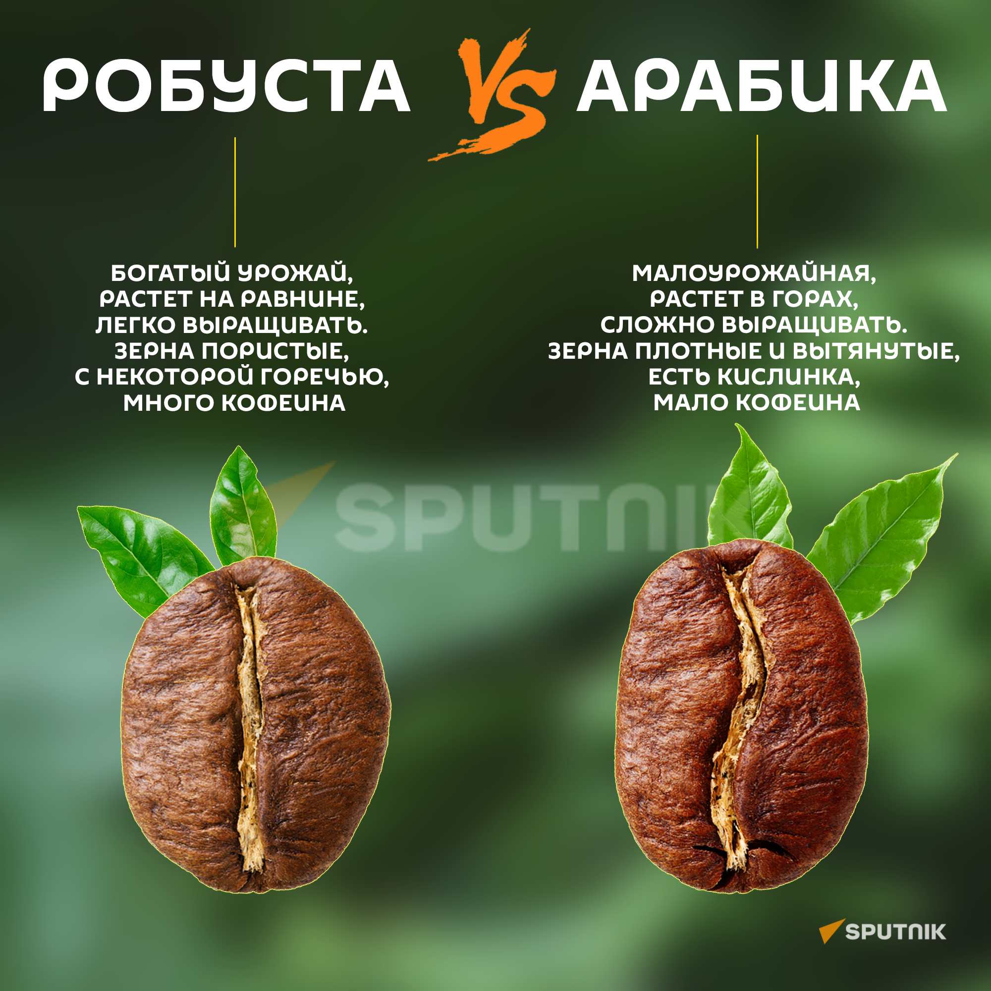 Робуста VS Арабика Робуста VS Арабика - Sputnik Армения