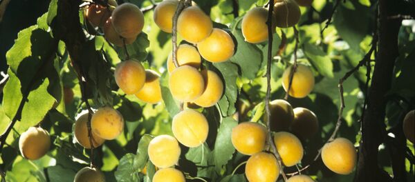 Абрикос Абрикос - Sputnik Արմենիա