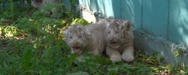 СПУТНИК_Усатая команда, или Белые тигрята из зоопарка Литвы впервые вышли “на охоту - Sputnik Армения