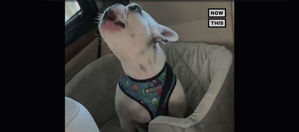 Мы едем-едем-едем в далекие края - Sputnik Армения