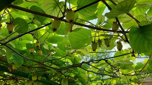 Ամենաֆանտաստիկ երազում չէի տեսնի, որ նախագահը հյուր կգա, կամ հարավամերիկյան այգի Տավուշում - Sputnik Արմենիա