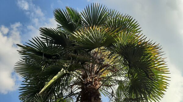 Ամենաֆանտաստիկ երազում չէի տեսնի, որ նախագահը հյուր կգա, կամ հարավամերիկյան այգի Տավուշում - Sputnik Արմենիա