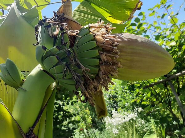 Мелис Бабаян создал в Армении райский уголок и принял у себя в гостях президента - Sputnik Армения