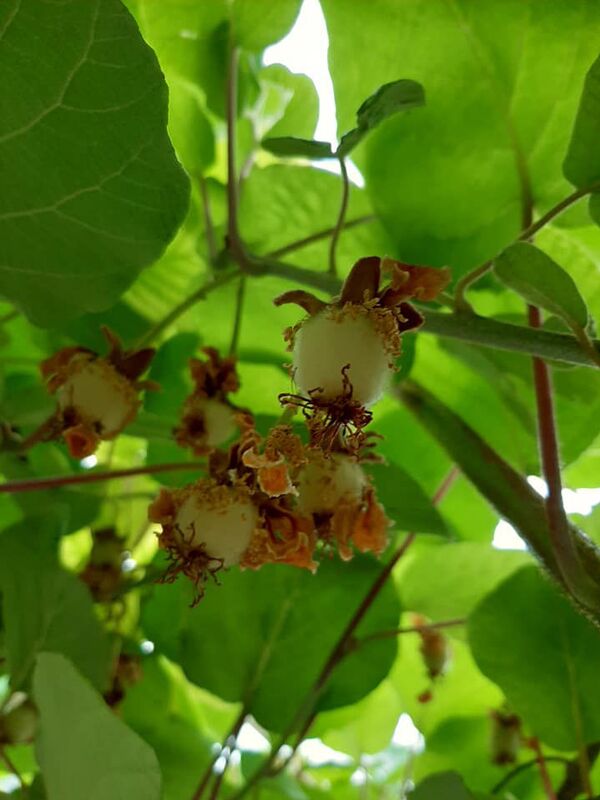 Мелис Бабаян создал в Армении райский уголок и принял у себя в гостях президента - Sputnik Армения