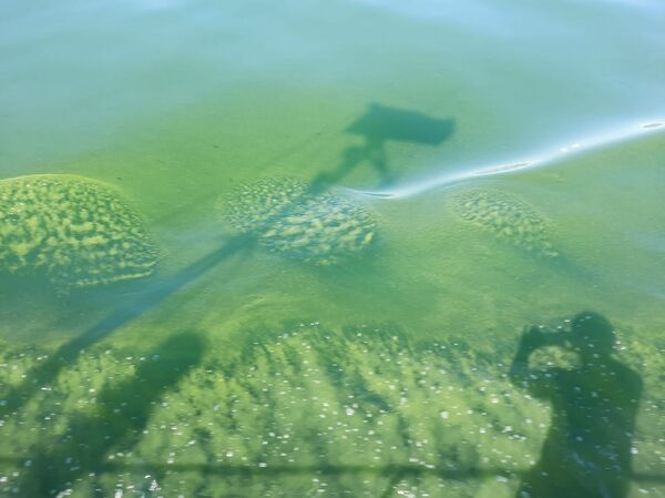 Սևանը կրկին կանաչել է. ինչ նոր խնդիրներ է «խոստանում» մոտեցող շոգը լճին - Sputnik Արմենիա