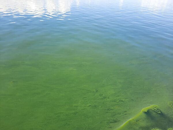 Սևանը կրկին կանաչել է. ինչ նոր խնդիրներ է «խոստանում» մոտեցող շոգը լճին - Sputnik Արմենիա