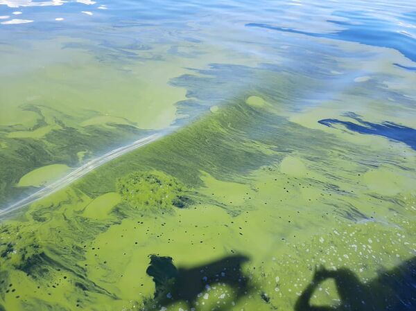 Зеленые дни синего Севана: три шага, которые спасут жемчужину Армении Зеленые дни синего Севана: три шага, которые спасут жемчужину Армении - Sputnik Армения