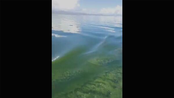 Սևանը կրկին կանաչել է. ինչ նոր խնդիրներ է «խոստանում» մոտեցող շոգը լճին - Sputnik Արմենիա