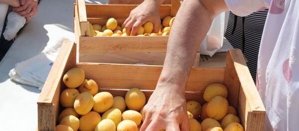 Очередь за армянскими абрикосами во дворе Армянской церкви (19 июля 2020). Москва Очередь за армянскими абрикосами во дворе Армянской церкви (19 июля 2020). Москва - Sputnik Армения