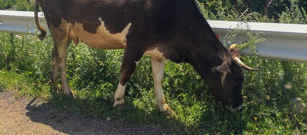 Корова Корова - Sputnik Արմենիա