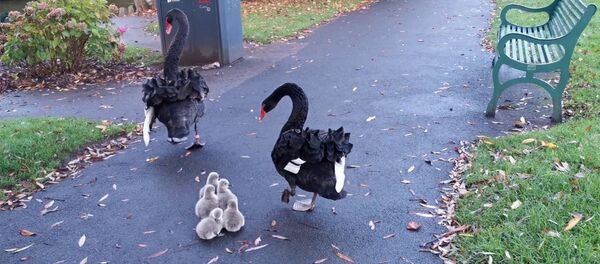 Черные лебеди с птенцами - Sputnik Армения