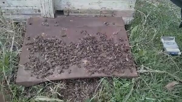 Թունավորված մեղուների առեղծվածը. ինչպես է գյուղացին ունքը շինելու տեղ աչքը հանում - Sputnik Արմենիա