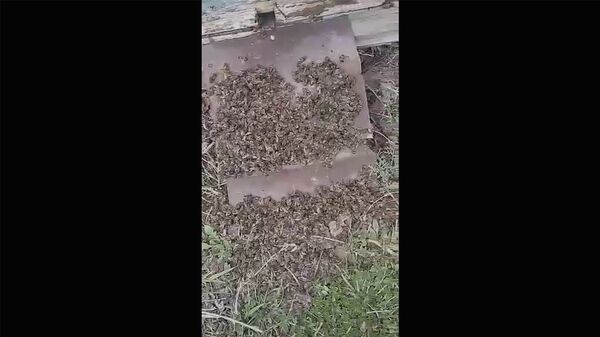 Թունավորված մեղուների առեղծվածը. ինչպես է գյուղացին ունքը շինելու տեղ աչքը հանում - Sputnik Արմենիա