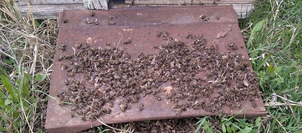 Упадок пчел в Армавире Упадок пчел в Армавире - Sputnik Արմենիա