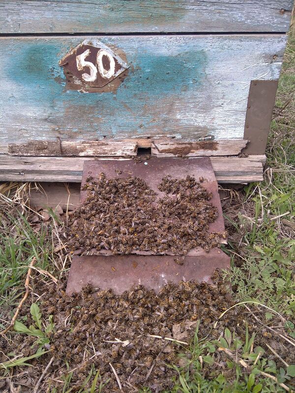 Թունավորված մեղուների առեղծվածը. ինչպես է գյուղացին ունքը շինելու տեղ աչքը հանում - Sputnik Արմենիա