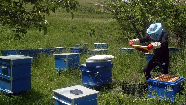 Пчеловодческое хозяйство Гнела Клечяна - Sputnik Армения