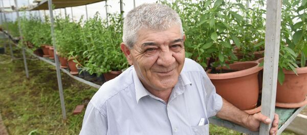 Автор проекта по выращиванию стевии в Армении Рафик Казинян - Sputnik Армения