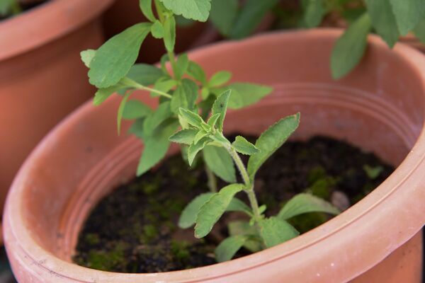 Это не грязь, а земля: экс-депутат выращивает в приграничном Тавуше сладкое растение - Sputnik Армения