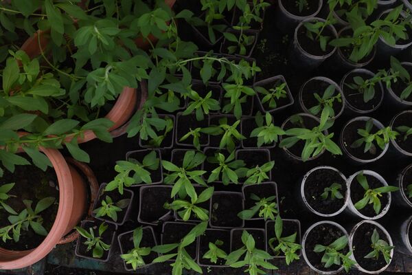 «Կեղտ չէ, հող է». նախկին պատգամավորը կյանքը «քաղցրացնելու» հետաքրքիր ձև է գտել «Կեղտ չէ, հող է». նախկին պատգամավորը կյանքը «քաղցրացնելու» հետաքրքիր ձև է գտել - Sputnik Արմենիա