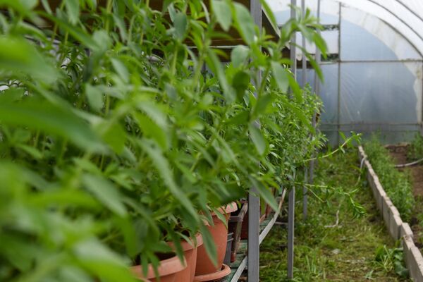 «Կեղտ չէ, հող է». նախկին պատգամավորը կյանքը «քաղցրացնելու» հետաքրքիր ձև է գտել «Կեղտ չէ, հող է». նախկին պատգամավորը կյանքը «քաղցրացնելու» հետաքրքիր ձև է գտել - Sputnik Արմենիա