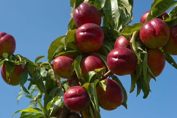 Что происходит с организмом, когда вы едите нектарин? Что происходит с организмом, когда вы едите нектарин? - Sputnik Армения
