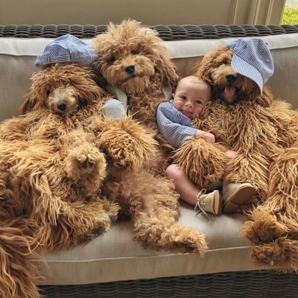 Я тоже хочу такую няню: голдендудль укладывает спать 8-месячного малыша - Sputnik Армения