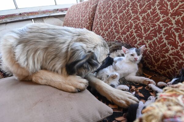 50 երկրով շրջագայած ամերիկացին տուն է գնել հայկական գյուղում և ապրում է իր կենդանիների հետ - Sputnik Արմենիա