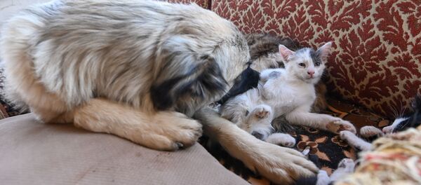 Домашние питомцы писателя Грегори Дила в его доме в селе Калаван, Гегаркуни Домашние питомцы писателя Грегори Дила в его доме в селе Калаван, Гегаркуни - Sputnik Армения