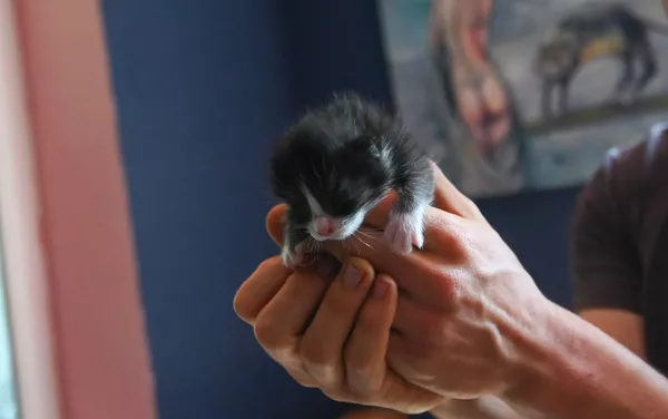 Котенок писателя Грегори Дила в его доме в селе Калаван, Гегаркуни Котенок писателя Грегори Дила в его доме в селе Калаван, Гегаркуни - Sputnik Армения