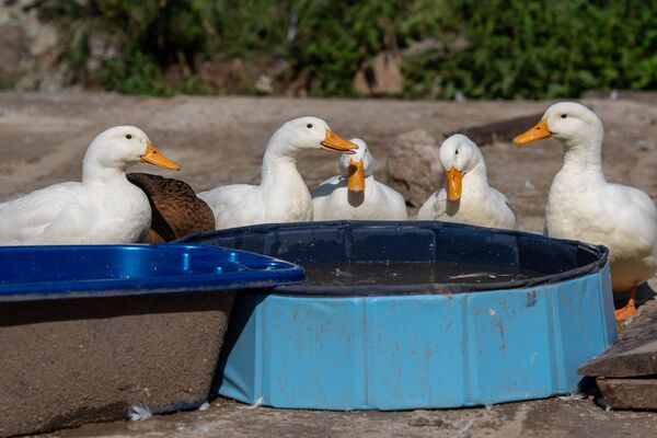 Американец купил дом в армянской глубинке и живет в нем с дюжиной кошек Американец купил дом в армянской глубинке и живет в нем с дюжиной кошек - Sputnik Армения