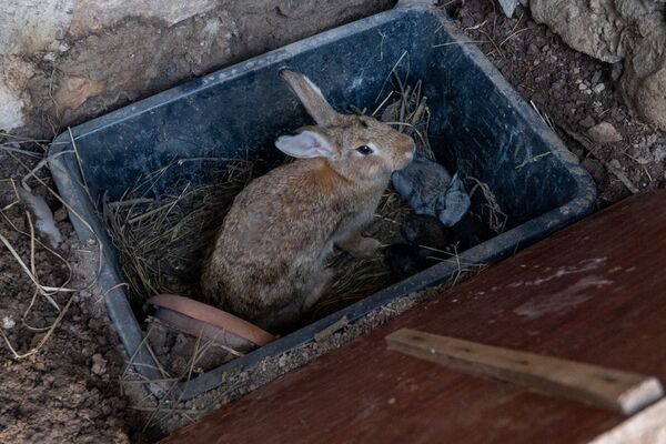 Американец купил дом в армянской глубинке и живет в нем с дюжиной кошек Американец купил дом в армянской глубинке и живет в нем с дюжиной кошек - Sputnik Армения
