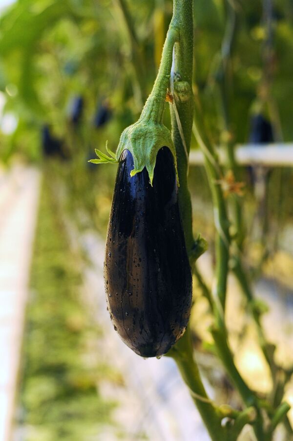 Ի՞նչ է կատարվում օրգանիզմում, երբ սմբուկ ենք ուտում - Sputnik Արմենիա