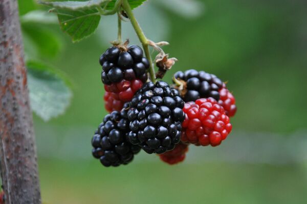 Что происходит с организмом, когда вы едите ежевику? - Sputnik Армения