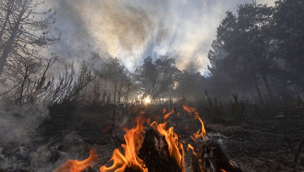 Пламя огня в лесу в Калифорнии  - Sputnik Армения