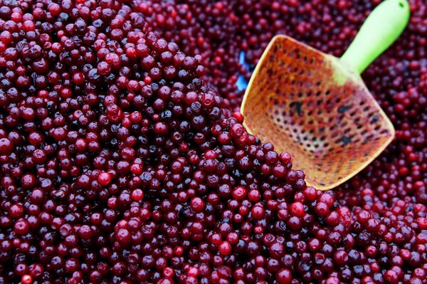 Ի՞նչ է տեղի ունենում օրգանիզմում, երբ լոռամիրգ ենք ուտում Ի՞նչ է տեղի ունենում օրգանիզմում, երբ լոռամիրգ ենք ուտում - Sputnik Արմենիա