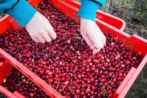 Ի՞նչ է տեղի ունենում օրգանիզմում, երբ լոռամիրգ ենք ուտում Ի՞նչ է տեղի ունենում օրգանիզմում, երբ լոռամիրգ ենք ուտում - Sputnik Արմենիա