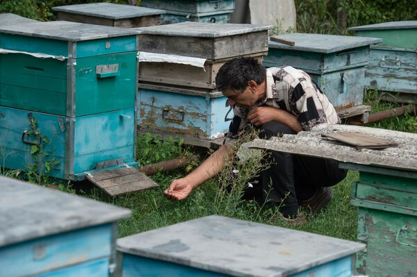 Суд и мед: как живут в армянском селе Барекамаван - на границе с Азербайджаном - Sputnik Армения