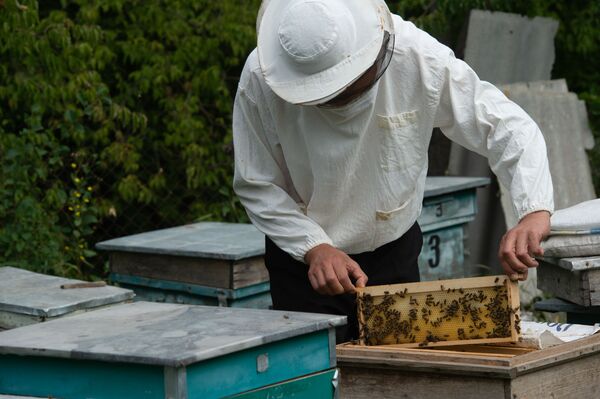 Суд и мед: как живут в армянском селе Барекамаван - на границе с Азербайджаном - Sputnik Армения
