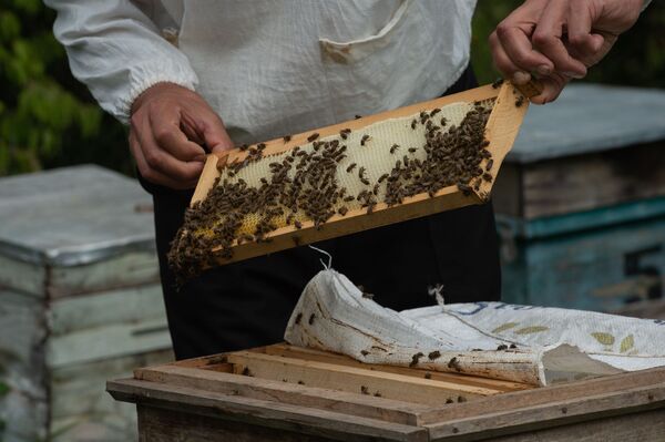 Суд и мед: как живут в армянском селе Барекамаван - на границе с Азербайджаном - Sputnik Армения