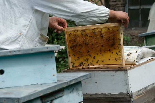 Суд и мед: как живут в армянском селе Барекамаван - на границе с Азербайджаном - Sputnik Армения
