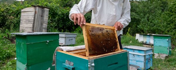 Владелец пасеки, житель села Барекамаван Тавушской области Артак Карагезян - Sputnik Արմենիա