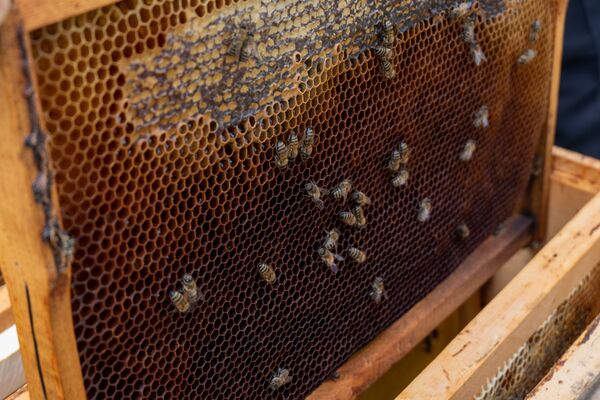 Суд и мед: как живут в армянском селе Барекамаван - на границе с Азербайджаном - Sputnik Армения