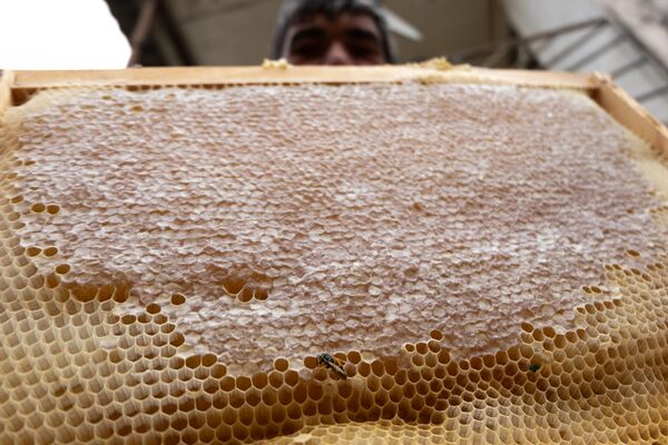 Суд и мед: как живут в армянском селе Барекамаван - на границе с Азербайджаном - Sputnik Армения