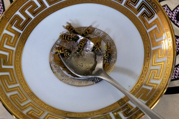 Суд и мед: как живут в армянском селе Барекамаван - на границе с Азербайджаном - Sputnik Армения