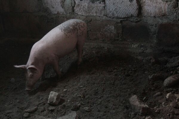 Ինչպես 17–ամյա հղի հայուհին փրկվեց 90-ականների ջարդերից, կամ մի գորգի պատմություն Ինչպես 17–ամյա հղի հայուհին փրկվեց 90-ականների ջարդերից, կամ մի գորգի պատմություն - Sputnik Արմենիա