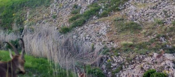 Բեզոարյան այծերը՝ Կովկասյան կենսաբազմազանության ապաստարանում (CWR) - Sputnik Արմենիա