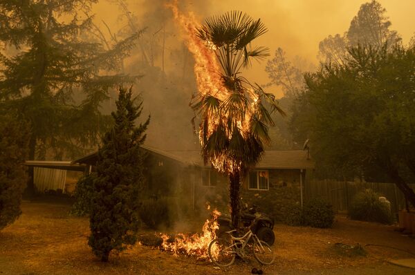 Горящая пальма на у дома во время лесных пожаров в округе Напа в Калифорнии - Sputnik Армения