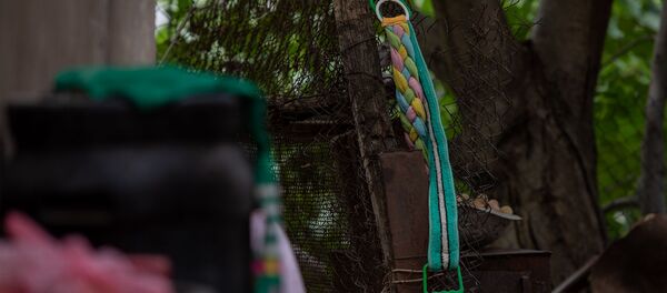 Свисающие с ограды мочалки во дворе дома Акопджанянов в деревне Хаштарак (21 августа 2020). Тавуш - Sputnik Արմենիա