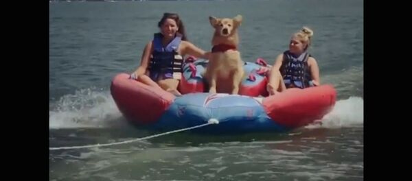 Собачьи прогулки на надувном плоту - Sputnik Армения