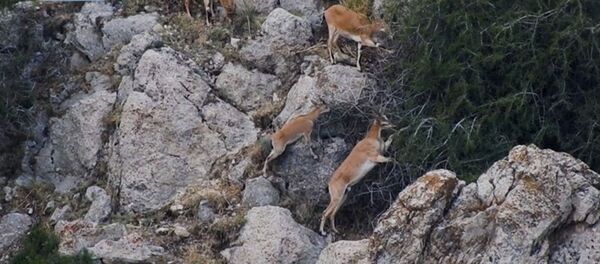 Բեզոարյան այծեր - Sputnik Արմենիա